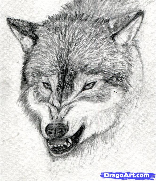 662x768 Snarling Wolf Drawing - Snarling Wolf Drawing