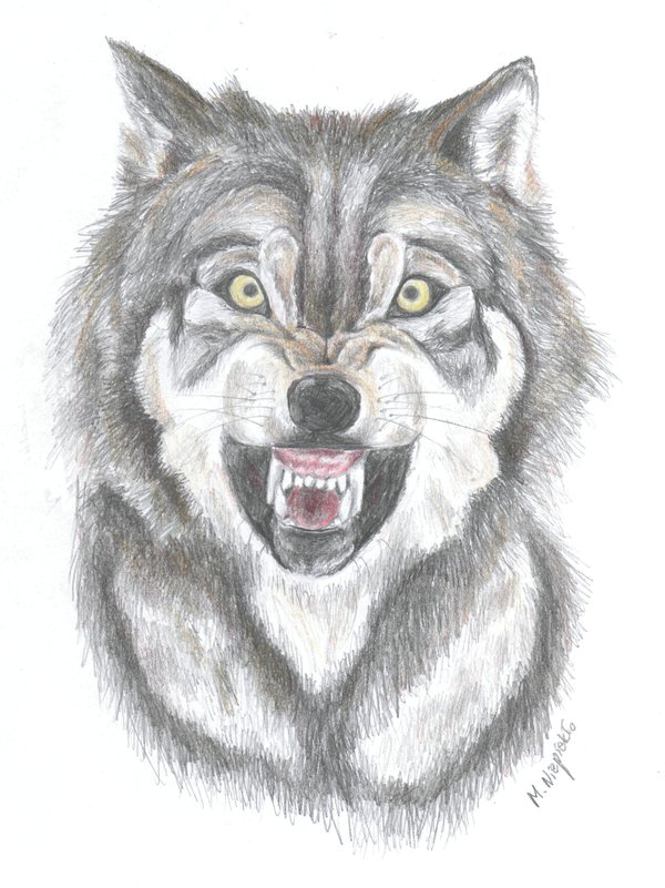 600x801 Snarling Wolf Drawings - Snarling Wolf Drawing. 