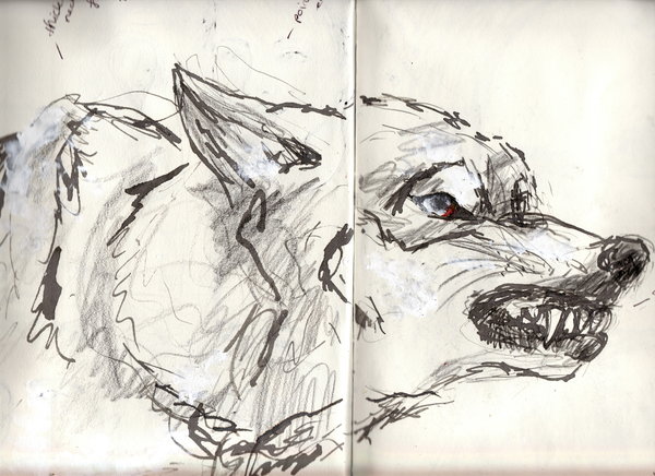 600x436 Snarling Wolf Side View Drawing - Snarling Wolf Drawing