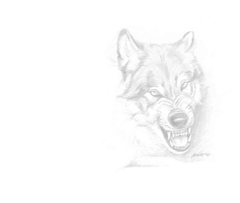 Wolf Pictures Wolf Snarling - Snarling Wolf Drawing. 