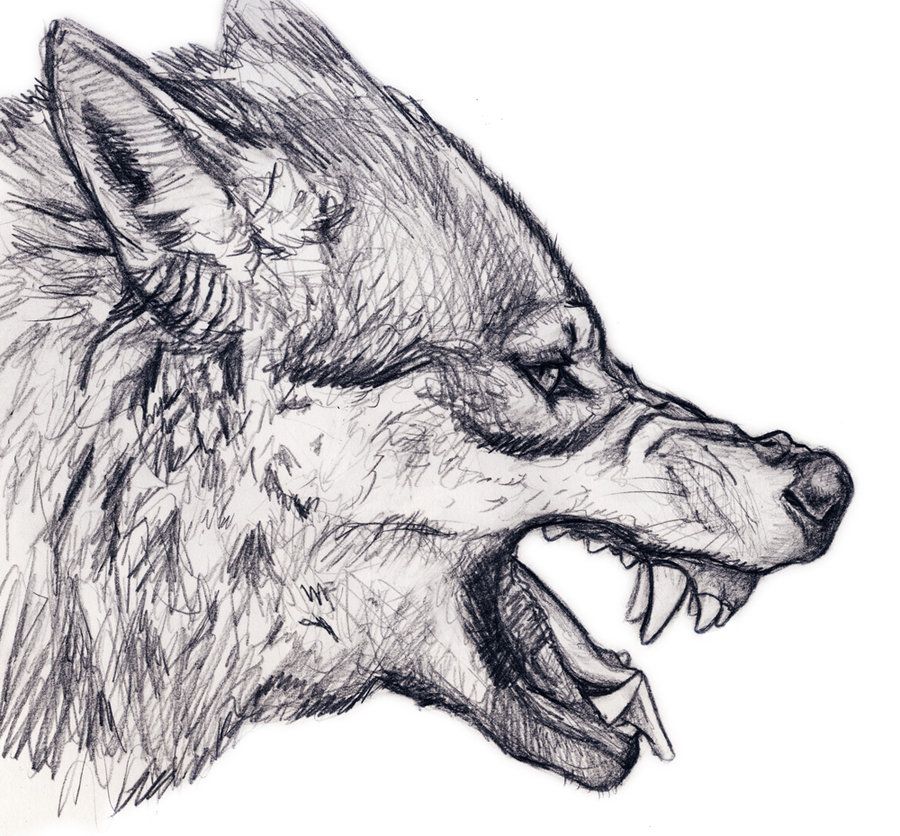 900x836 Wolf Snarl - Snarling Wolf Drawing