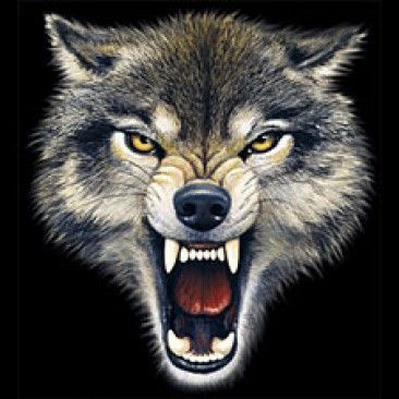 366x366 Wolf Snarling Face Gallery For Gt Ltbgtwolf Snarling Faceltgt Tattoos - Snarling Wolf Drawing