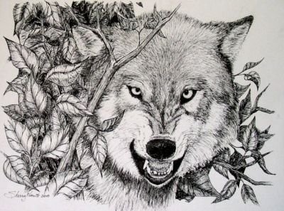 400x297 A Wolf - Snarling Wolf Drawing