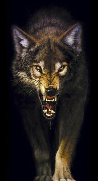 318x587 Wolves Images Snarling Wolf Wallpaper And Background Photos - Snarling Wolf Drawing