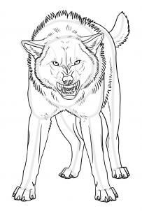 203x302 Diy Pencil Drawings Of Snarling Wolves - Snarling Wolf Drawing