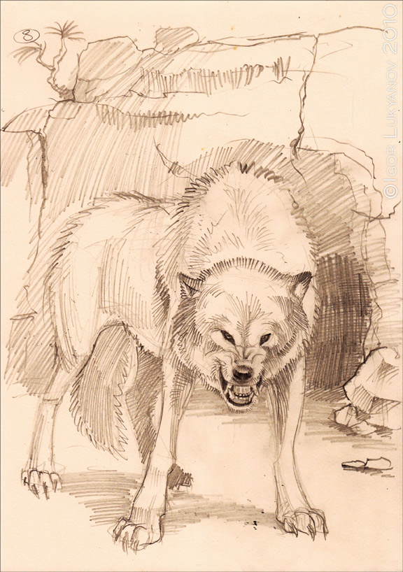 576x818 Angry Snarling Wolf Sketch - Snarling Wolf Drawing