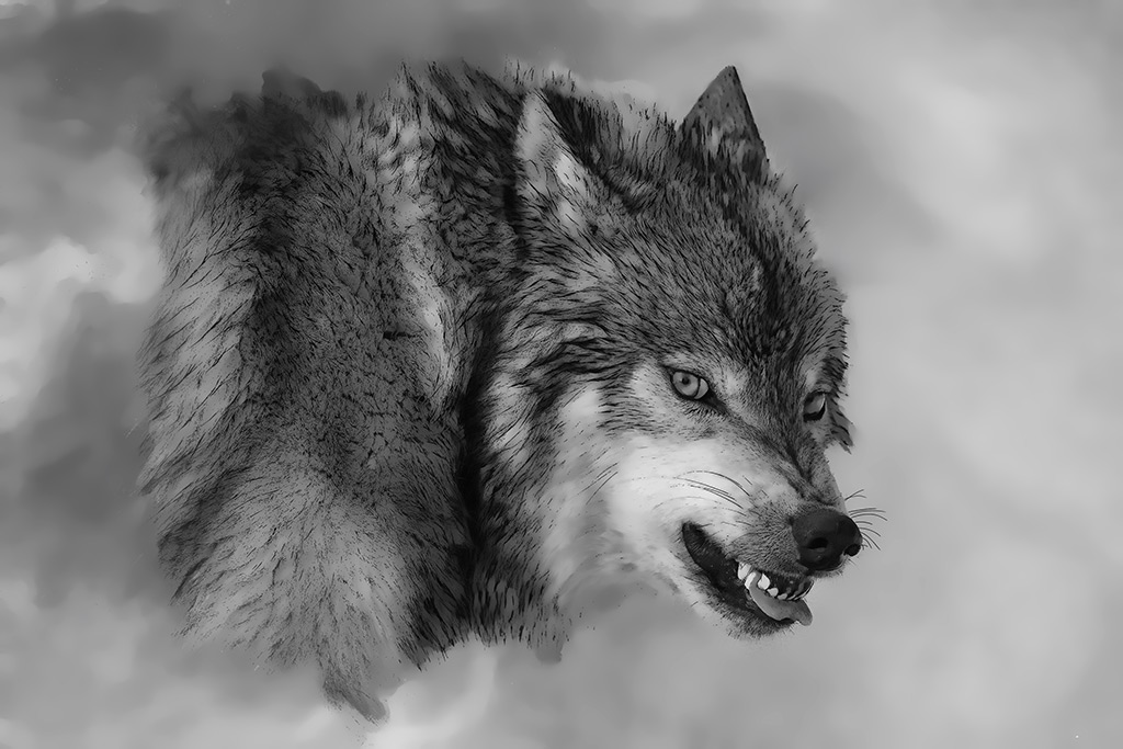 Snarling Wolf Drawing at Explore collection of