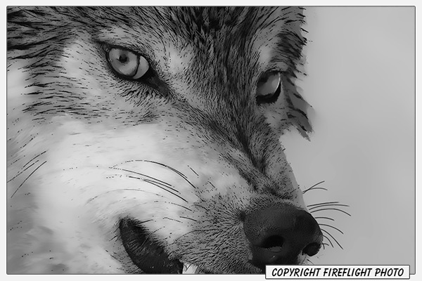 600x400 Fireflight Photo - Snarling Wolf Drawing