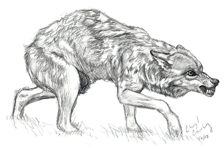 900x601 Growling Wolf Growl Growling Wolf Pics Websitetutor Club - Snarling Wolf Drawing