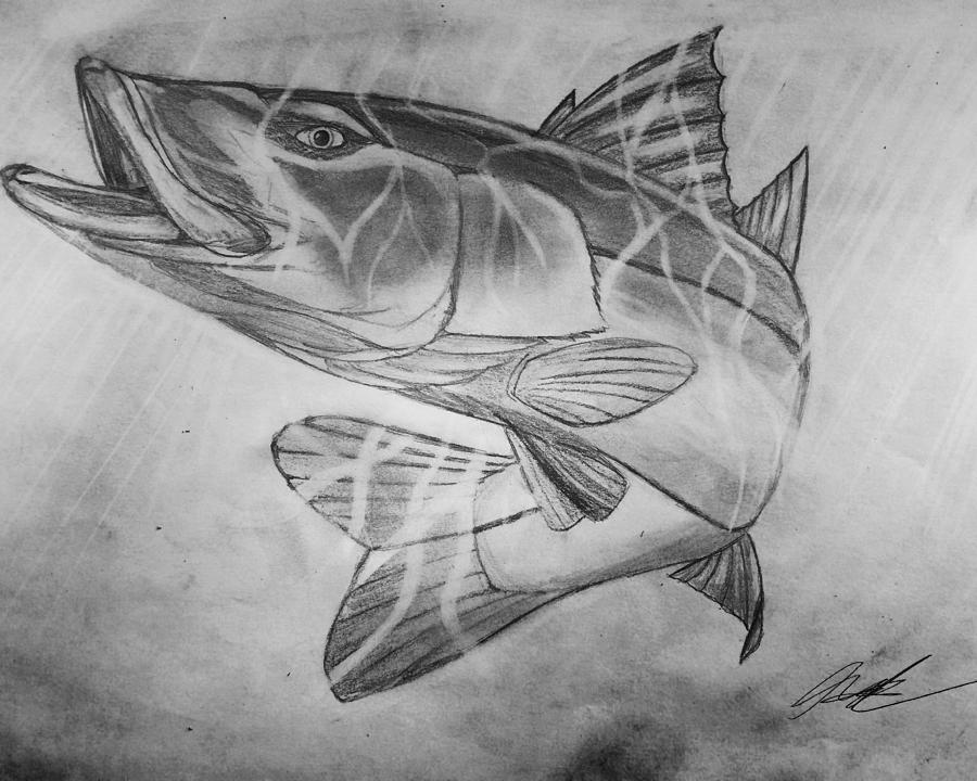 900x720 Hand Drawn Snook Drawing - Snook Drawing