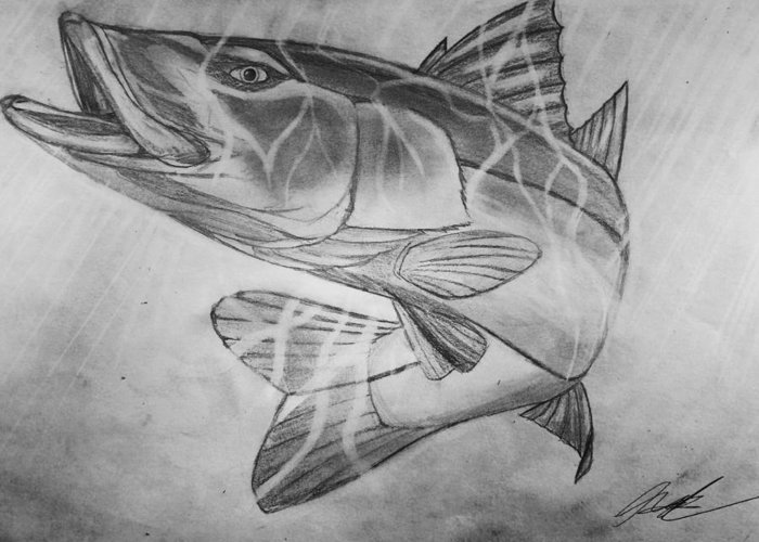 700x500 Hand Drawn Snook Greeting Card For Sale - Snook Drawing
