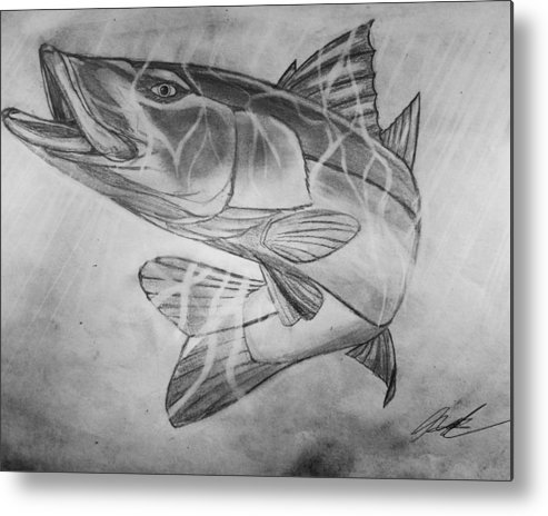 493x464 Hand Drawn Snook Metal Print - Snook Drawing