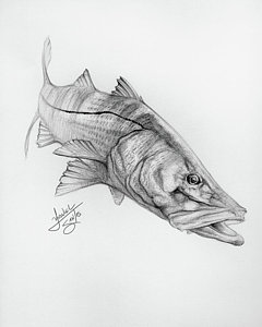 Snook Drawing at PaintingValley.com | Explore collection of Snook Drawing