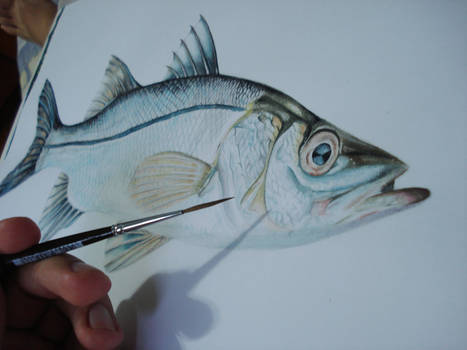 467x350 Snook Drawing - Snook Drawing