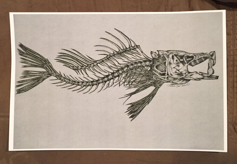 794x549 Snook Skeleton Art Print Etsy - Snook Drawing