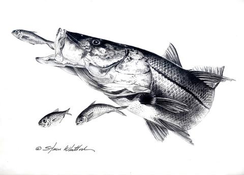 480x344 Snook - Snook Drawing