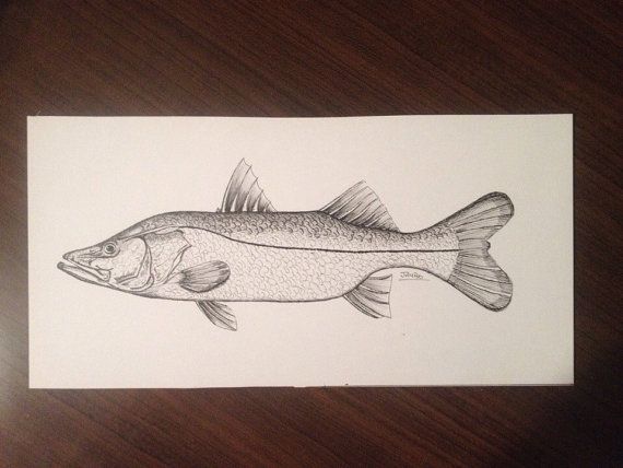 570x428 Another Original Snook Drawing - Snook Drawing