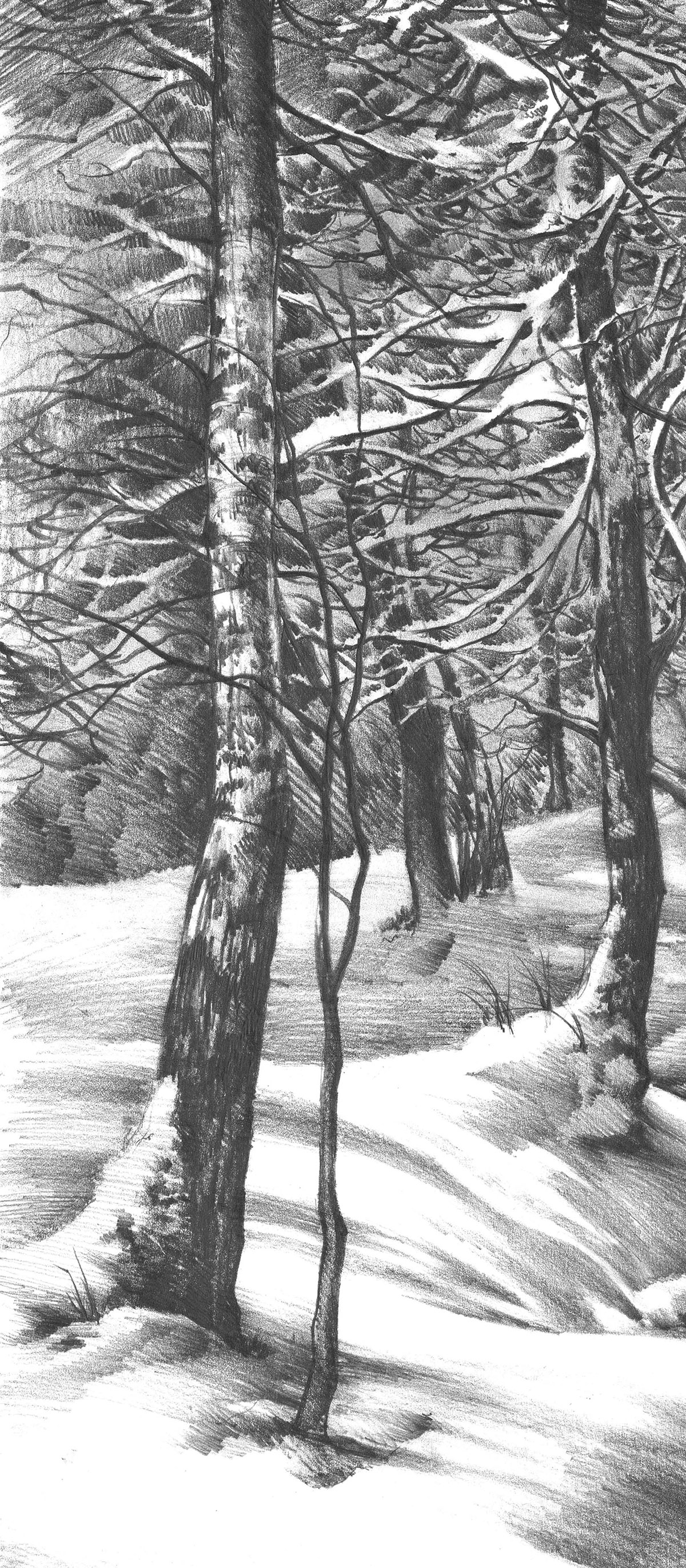 1200x2742 Pencil Drawing Of Winter Wonderland On Behance - Snow Landscape Drawing