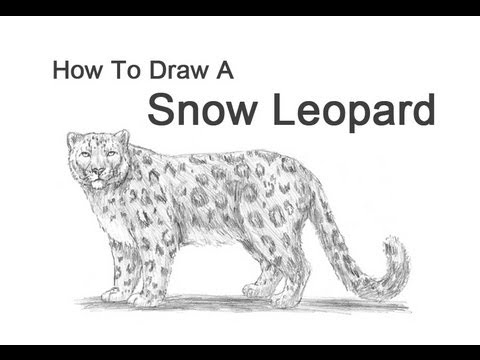 480x360 How To Draw A Snow Leopard - Snow Leopard Drawing