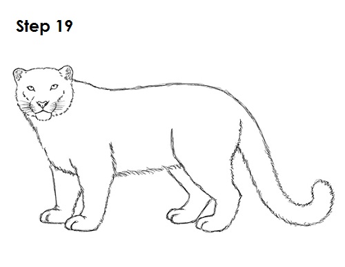 500x386 How To Draw A Snow Leopard - Snow Leopard Drawing
