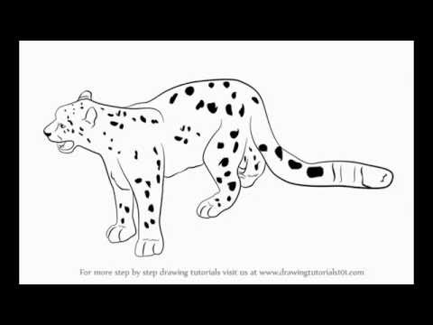 480x360 How To Draw Snow Leopard - Snow Leopard Drawing