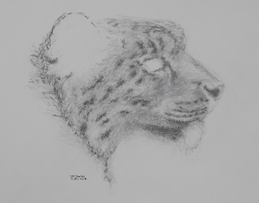 900x706 Listening Snow Leopard Drawing - Snow Leopard Drawing