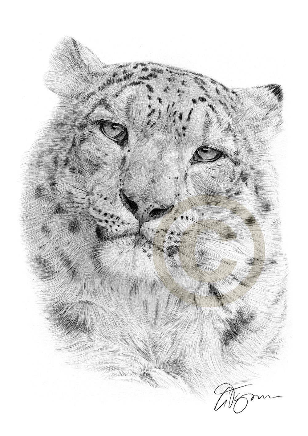 1000x1414 Pencil Drawing Of A Snow Leopard - Snow Leopard Drawing