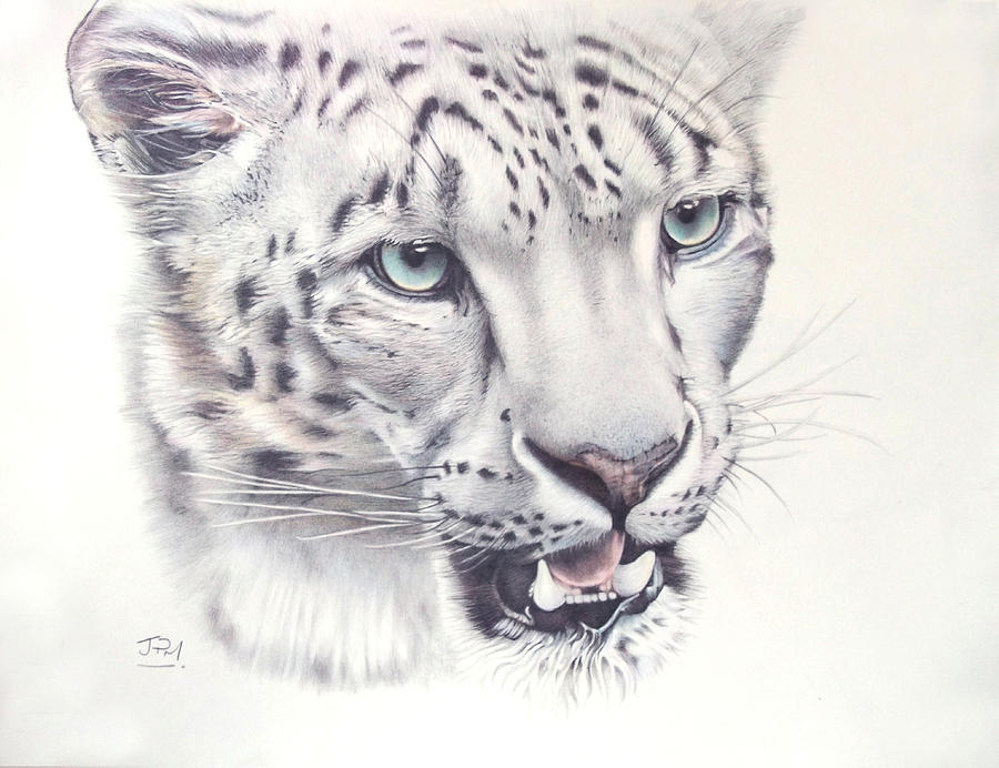 900x692 Above The Clouds - Snow Leopard Drawing