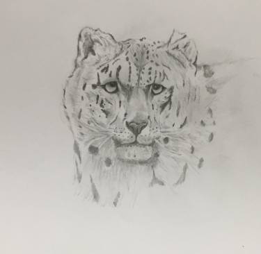 375x366 Rare Snow Leopard Drawing - Snow Leopard Drawing