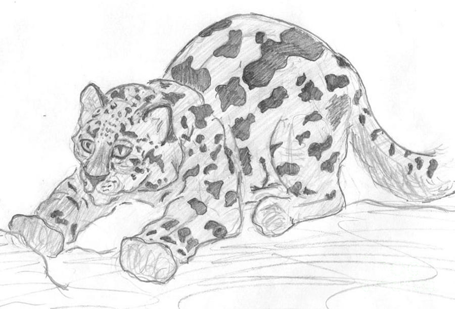 900x612 Snow Leopard Cub Drawing - Snow Leopard Drawing