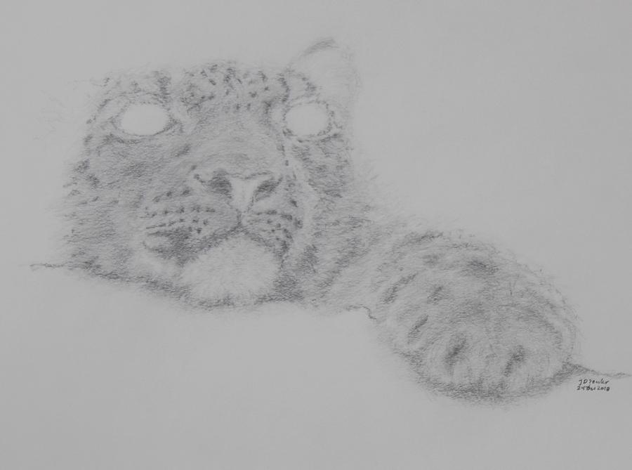 900x669 Snow Leopard Cub Drawing - Snow Leopard Drawing