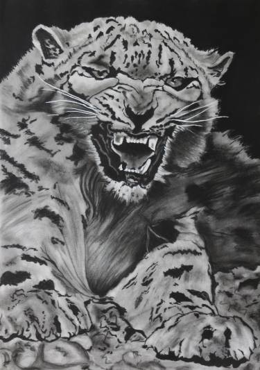 375x533 Snow Leopard Drawing - Snow Leopard Drawing