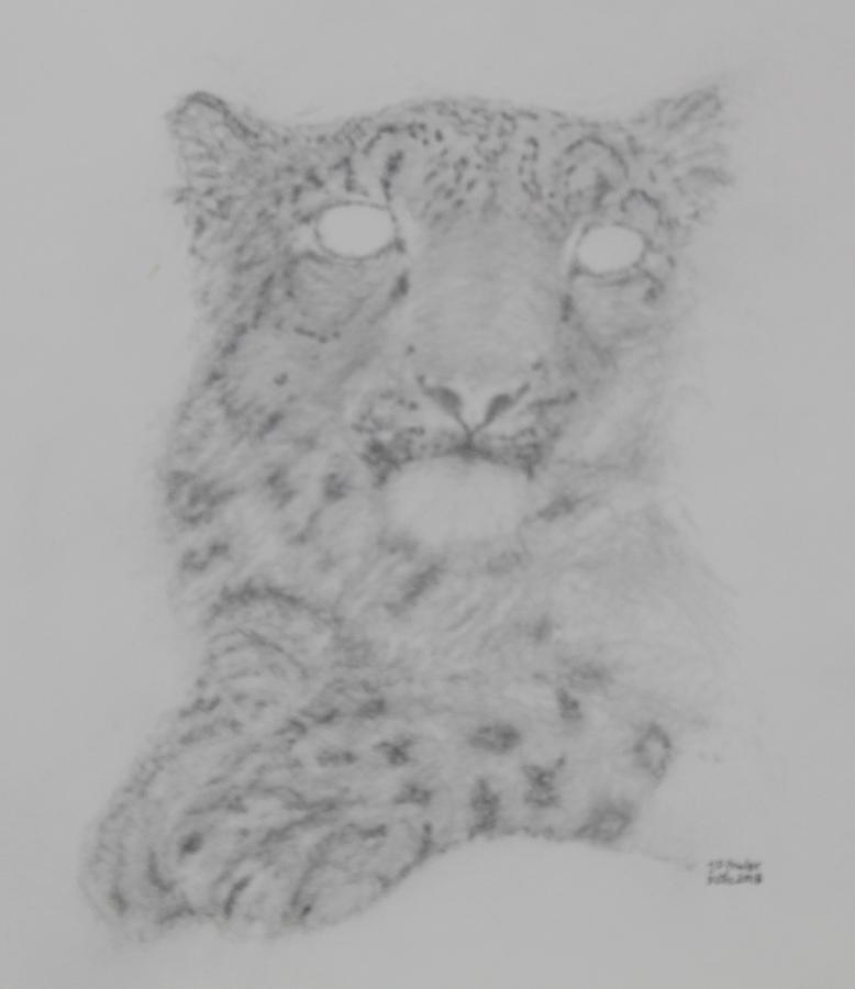 778x900 Snow Leopard Drawing - Snow Leopard Drawing