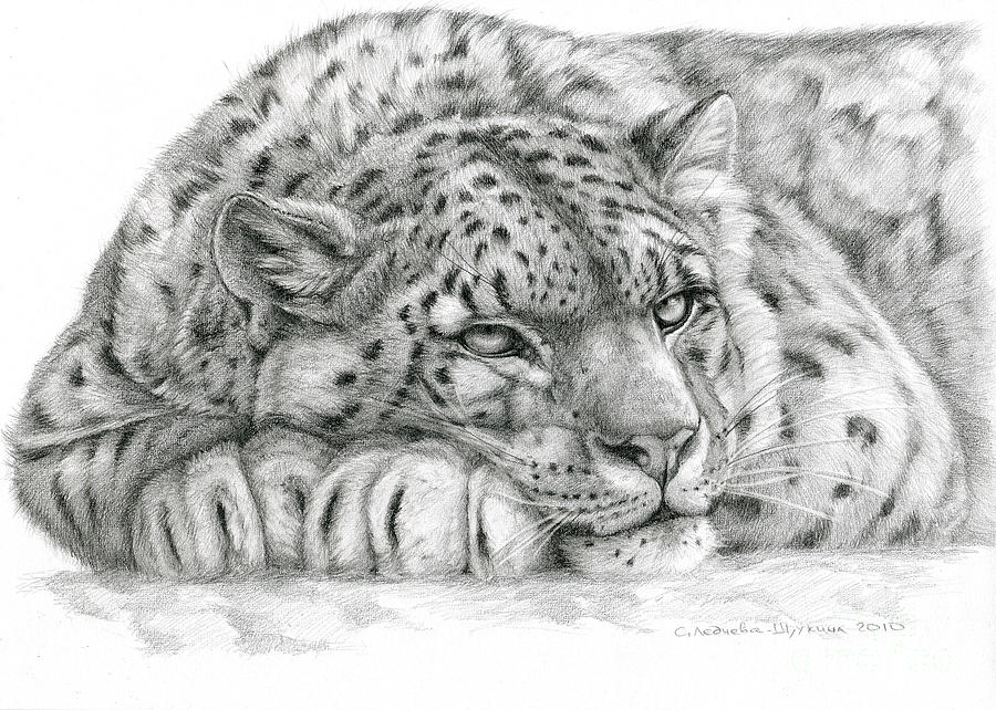 900x642 Snow Leopard Drawing - Snow Leopard Drawing