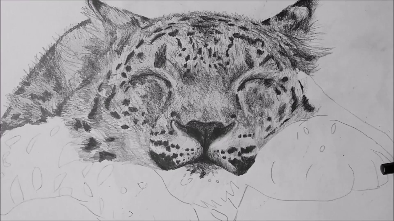 1280x720 Drawing Time Lapse Snow Leopard - Snow Leopard Drawing
