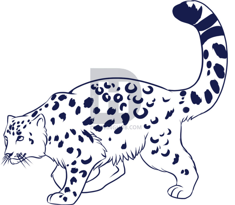 826x720 How To Draw A Snow Leopard, Step - Snow Leopard Drawing