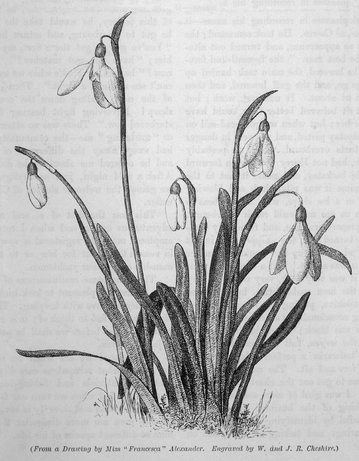 Snowdrop Drawing at Explore collection of Snowdrop