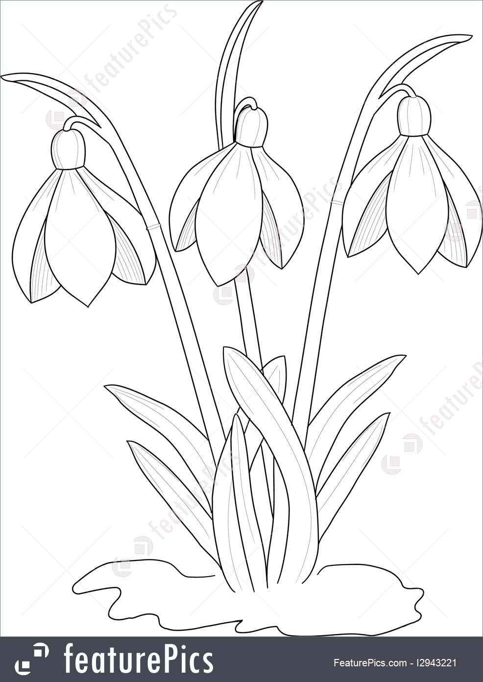 Snowdrop Drawing at PaintingValley.com | Explore collection of Snowdrop ...