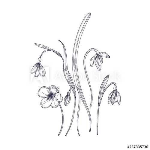 500x500 tender snowdrop flowers isolated on white background detailed - Snowdrop Drawing