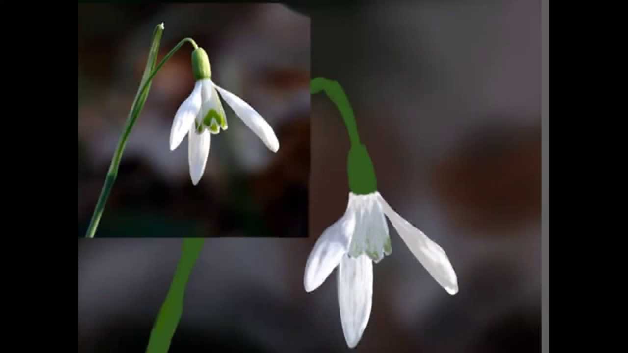 1280x720 How To Draw Snowdrop - Snowdrop Flower Drawing