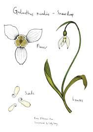 189x267 Image Result For Snowdrop Flower Drawing Snowdrop Flower Artill - Snowdrop Flower Drawing