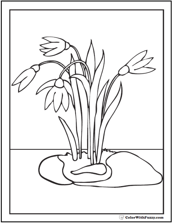 590x762 Ingenious Idea Snowdrop Coloring Pages Flower Drawing - Snowdrop Flower Drawing