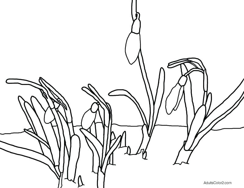 800x618 lovely snowdrop coloring pages blooming flower spring - Snowdrop Flower Drawing
