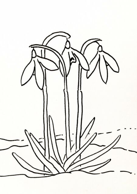 451x640 original snowdrops spring flowers ink drawing aceo art card ebay - Snowdrop Flower Drawing