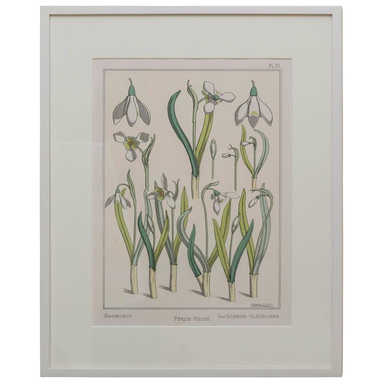 768x768 Snowdrop Flower Drawing - Snowdrop Flower Drawing