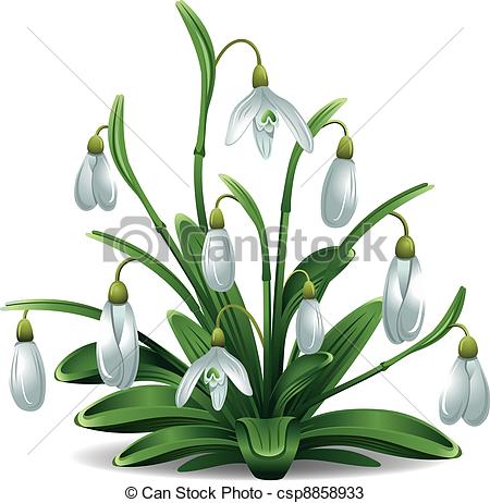 450x462 Snowdrops First Spring Flowers, Snowdrops Beautiful Vector - Snowdrop Flower Drawing
