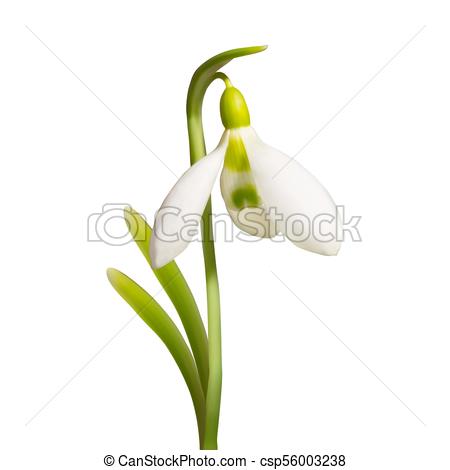 450x470 Vector Beautiful Realistic Snowdrop Flower Isolated On White - Snowdrop Flower Drawing