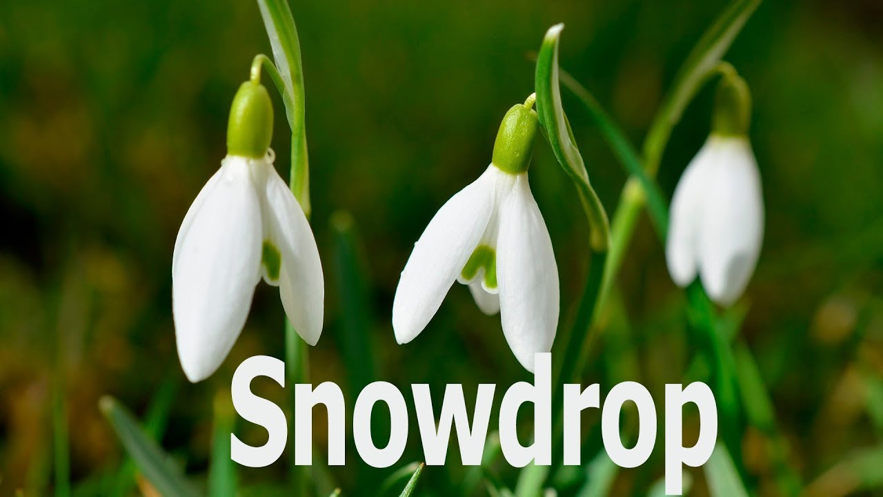 1280x720 How To Draw A Snowdrop Flower, Draw Spring Flowers - Snowdrop Flower Drawing