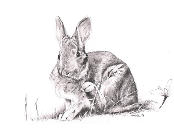 570x447 Snowshoe Hare Open Edition Print Of An Original Drawing Etsy - Snowshoe Drawing