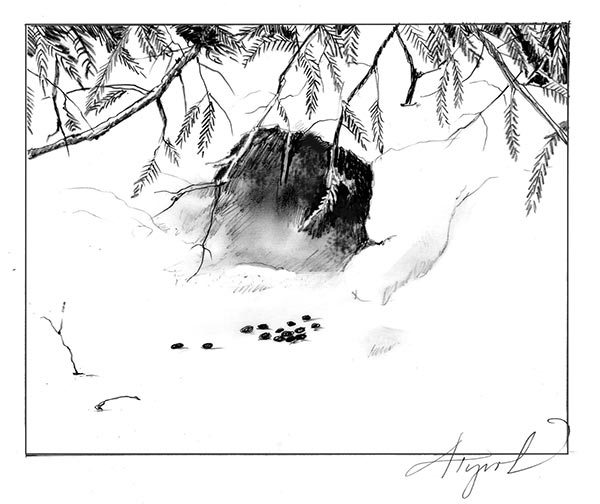 600x504 snowshoe hares in winter the outside story - Snowshoe Drawing